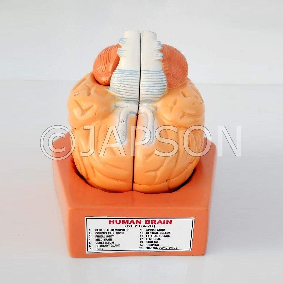 Human Model - Brain, 4 Parts, on Base Human Model - Brain, 4 Parts, on Base